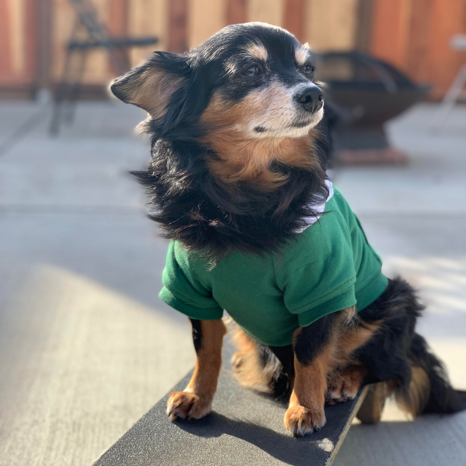 Forest Green Dog Hoodie – Soft, stylish, and designed for comfort during outdoor adventures.