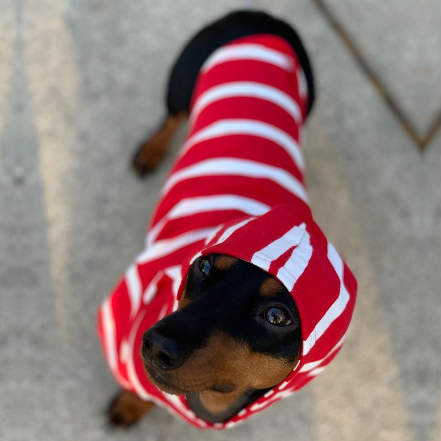 DJANGO Red and White Dog Sweater – Premium quality, ultra-soft fabric for maximum comfort.