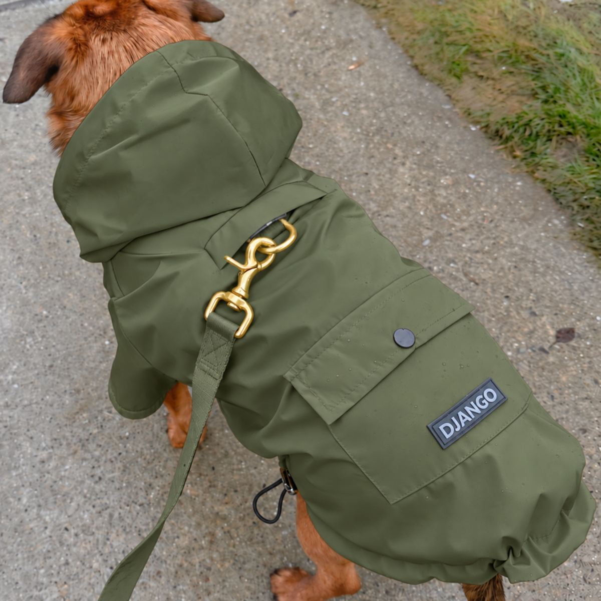 Small brown dog walking outside during rainy and cloudy day and wearing a water-repellent dog jacket and raincoat with harness opening on back for harness underneath and leash connection.