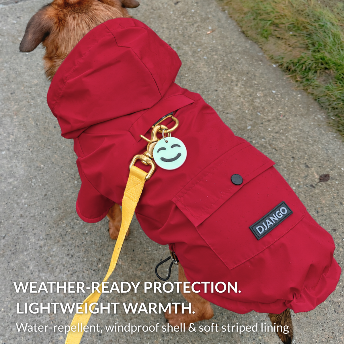 Small dog wearing an adjustable and full coverage red dog jacket with harness hole while walking outside on sidewalk during rainy and cloudy weather
