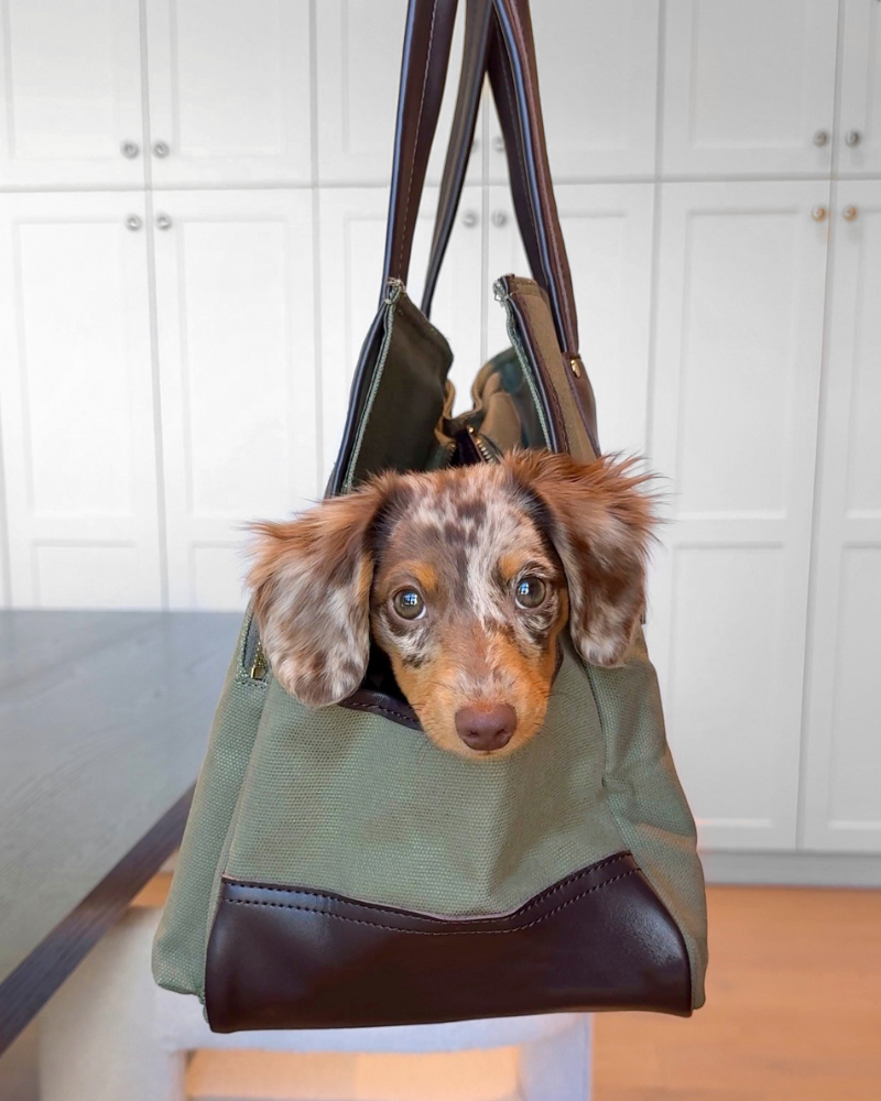 Small dog peeking out of an olive green and brown leather pet purse carrier in a stylish interior setting