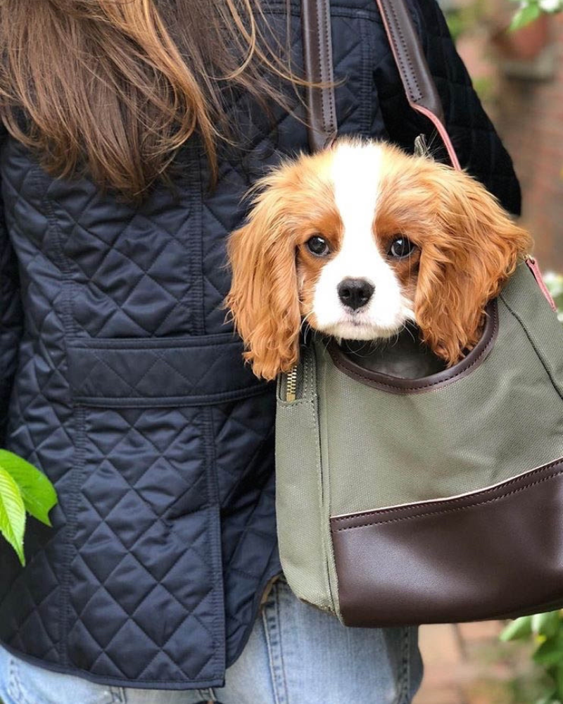 best dog carrier bag for small dogs like cavalier king charles spaniel, dachshund, corgi, french bulldog, and more