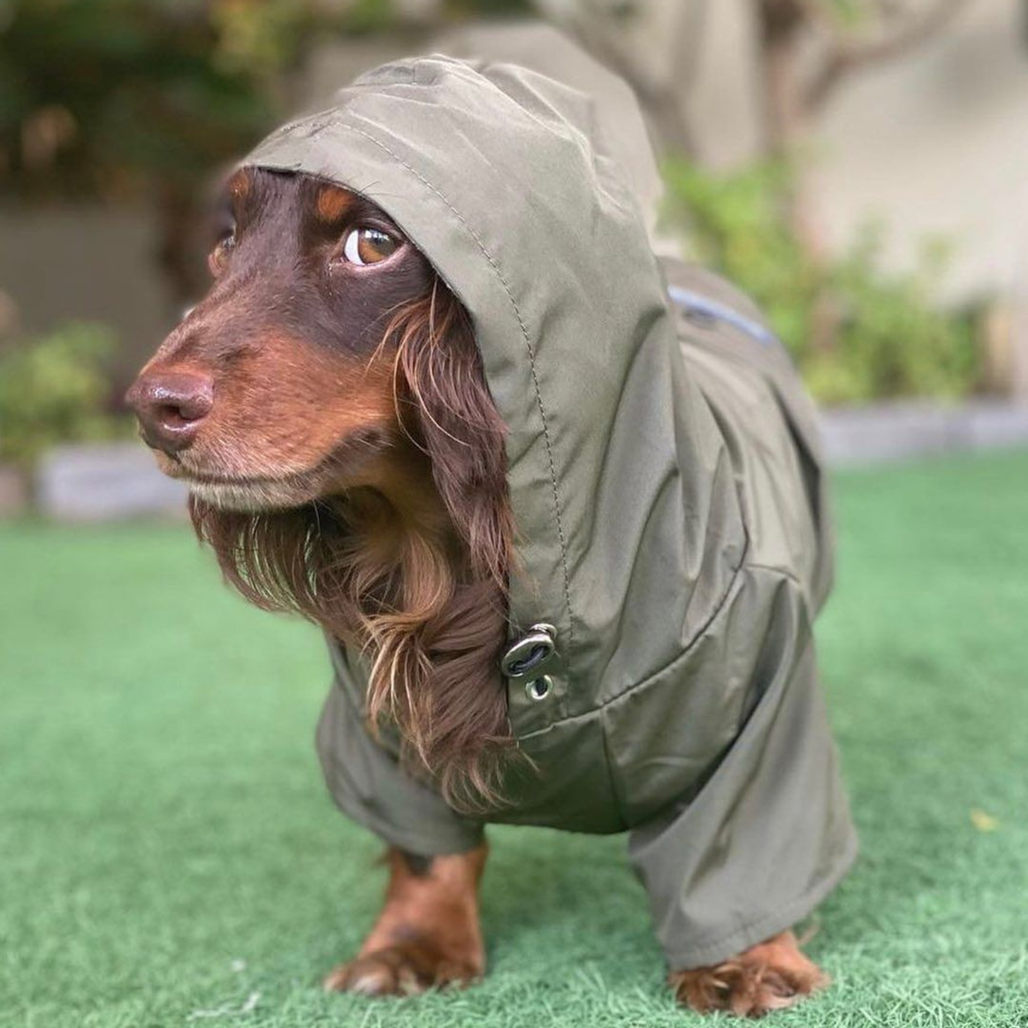 #color_olive green