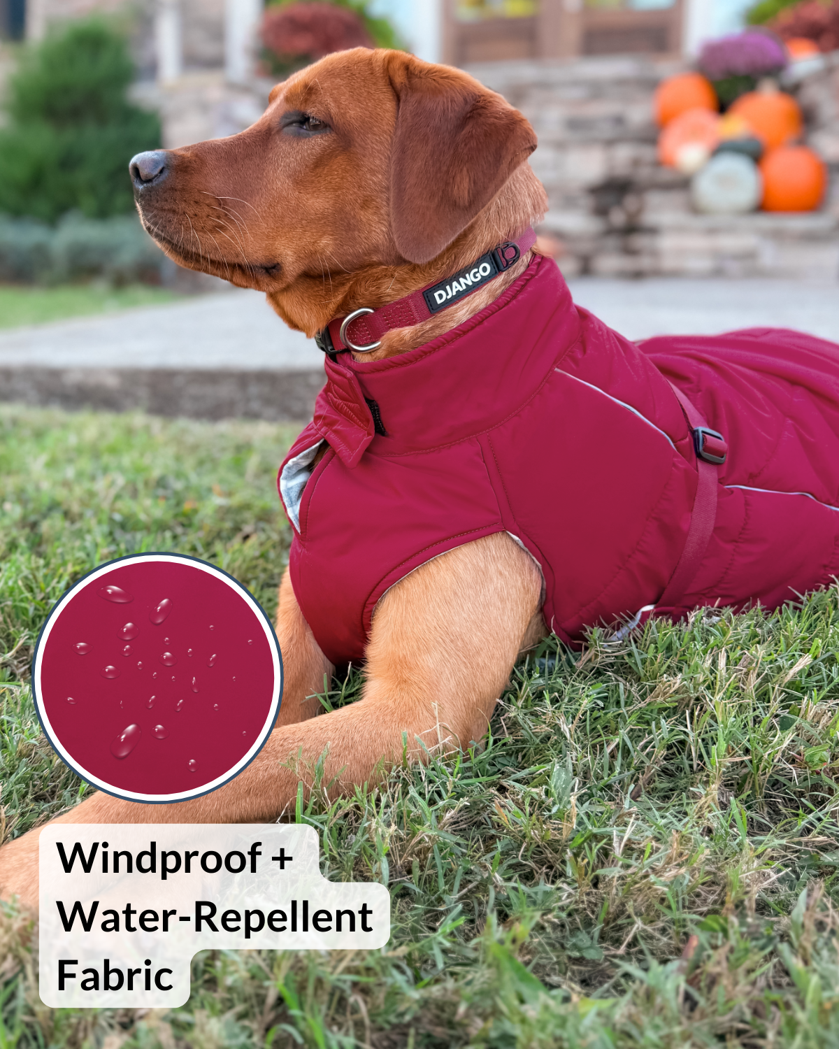 Red fox lab sitting proudly outdoors in the Firelight Red DJANGO Whistler Winter Dog Coat, a cozy insulated and reflective puffer dog jacket for cold weather adventures.
