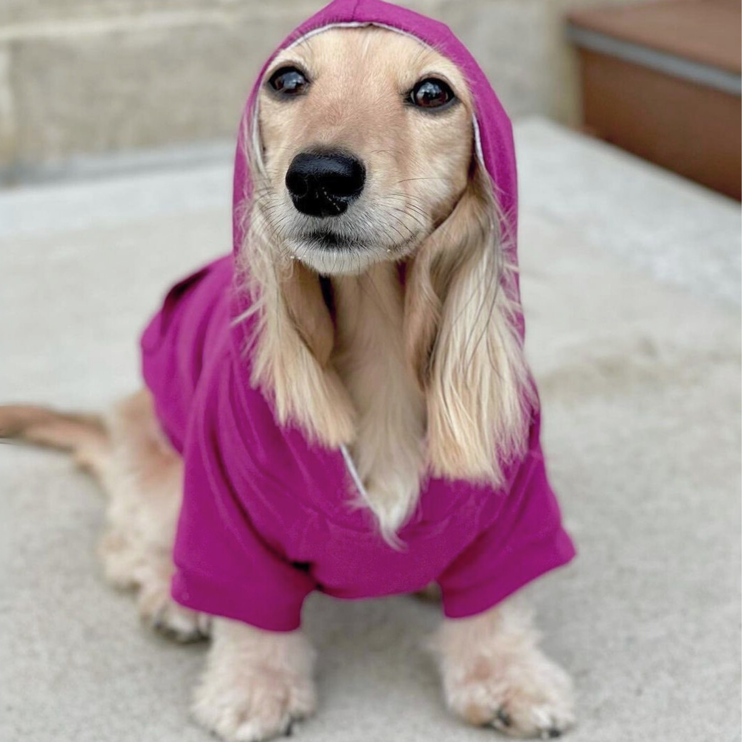 Dog wearing a purple dog hoodie outside during autumn weather