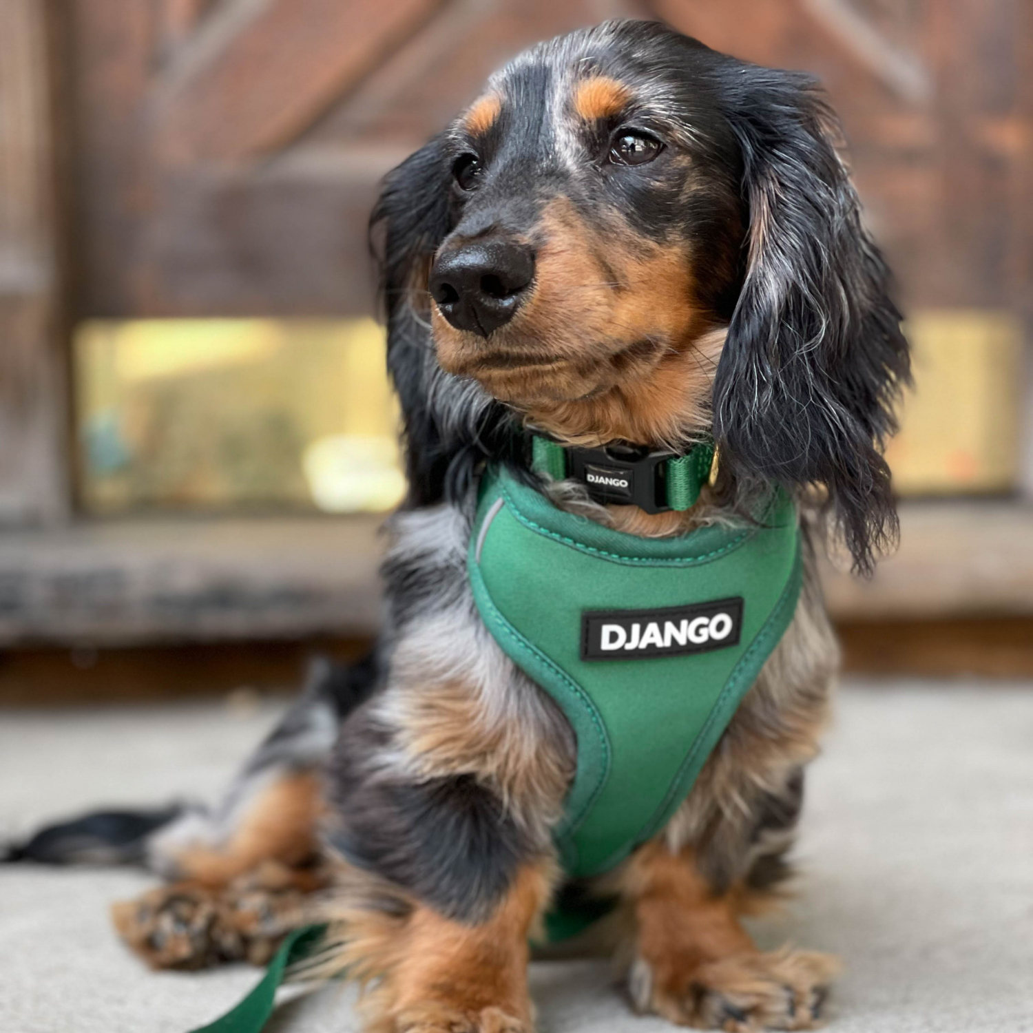 Forest green DJANGO Adventure Dog Collar for active small and medium dogs, offering comfort and durability with adjustable webbing and strong brass fittings