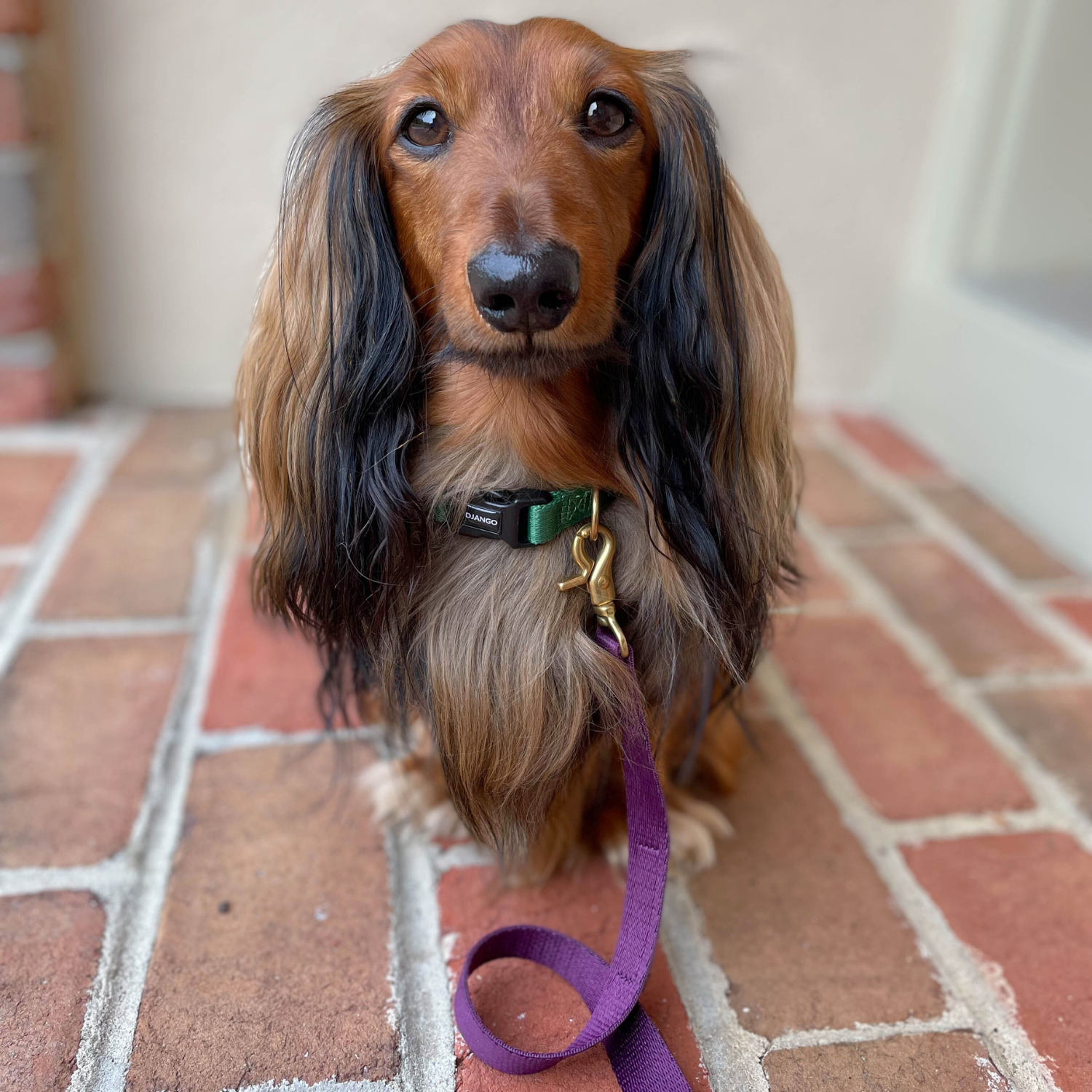 green DJANGO Adventure Dog Collar with brass D-ring for secure leash attachment, perfect for small and medium dogs on outdoor adventures