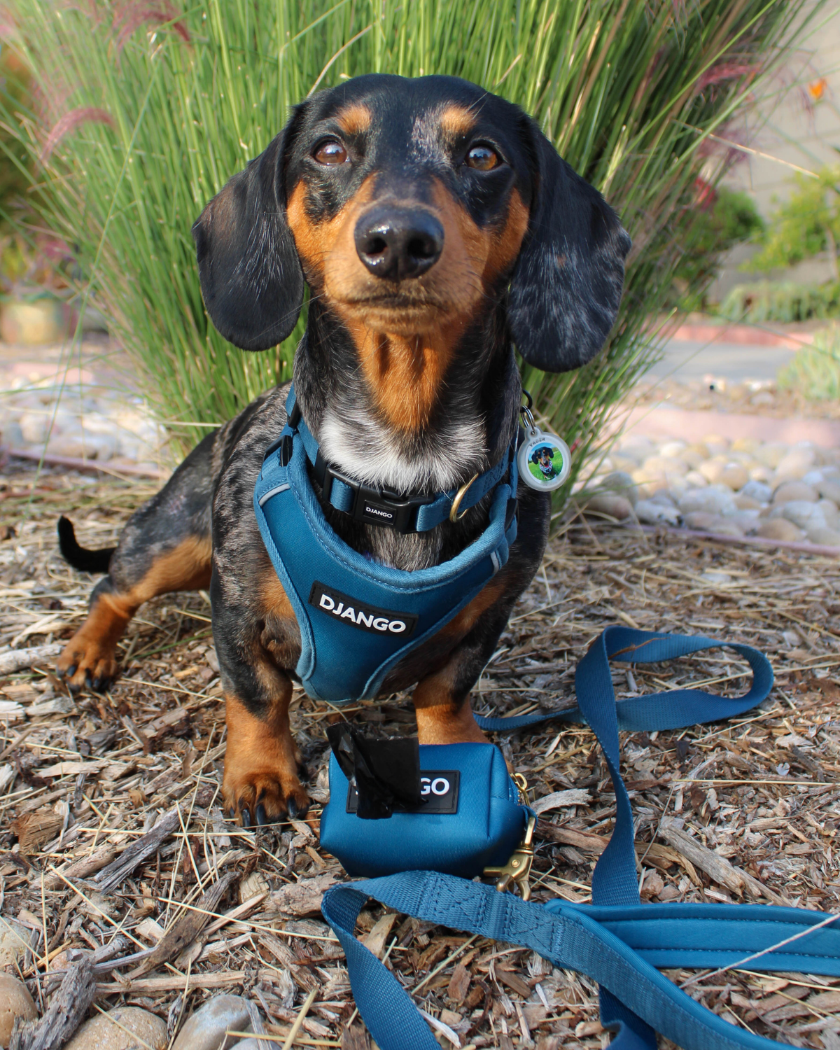 Small dog black and tan dachshund wearing a navy blue harness with 'Django' branding, standing on dry grass.