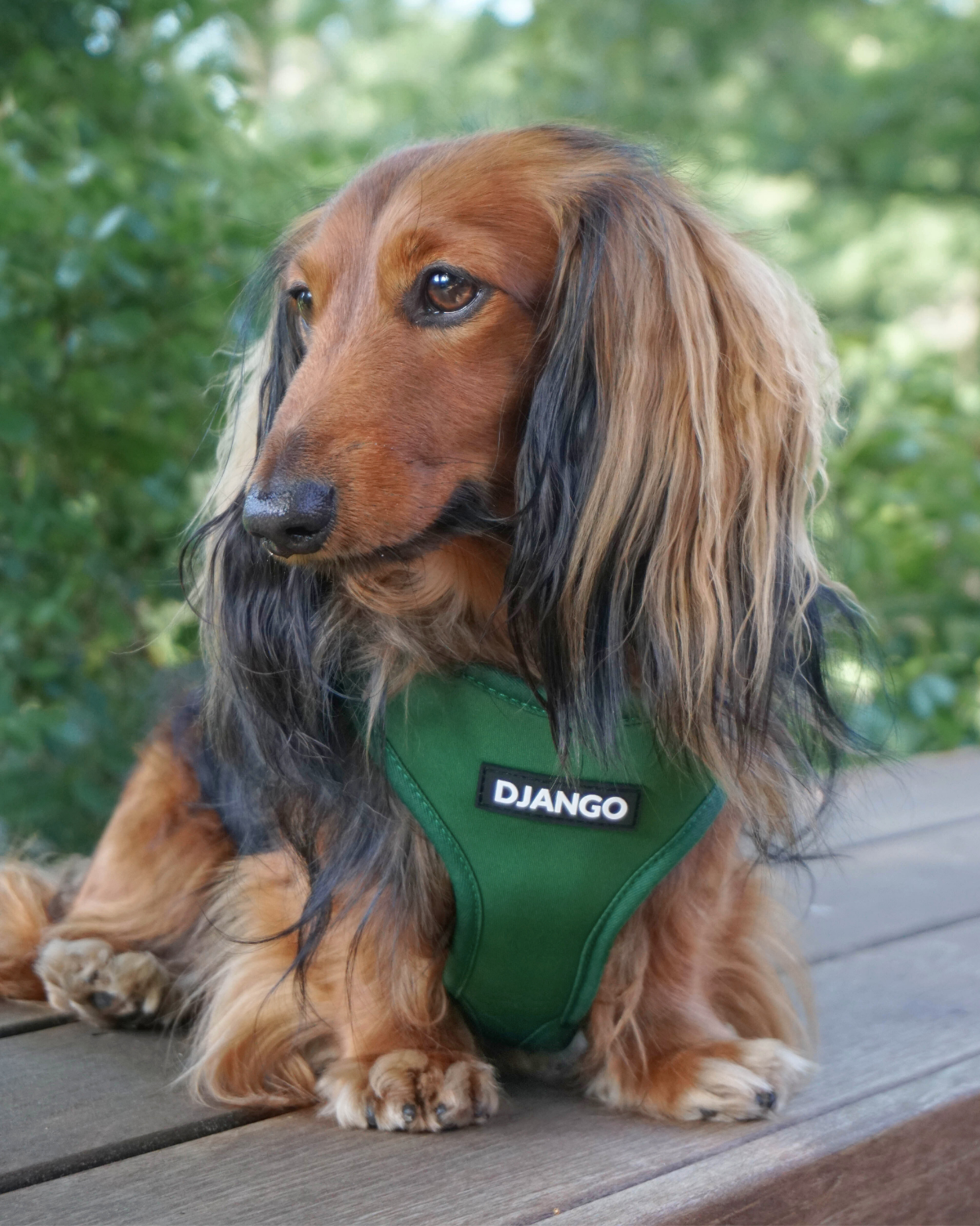 Dachshund wearing a green harness with 'DJANGO' branding outdoors.