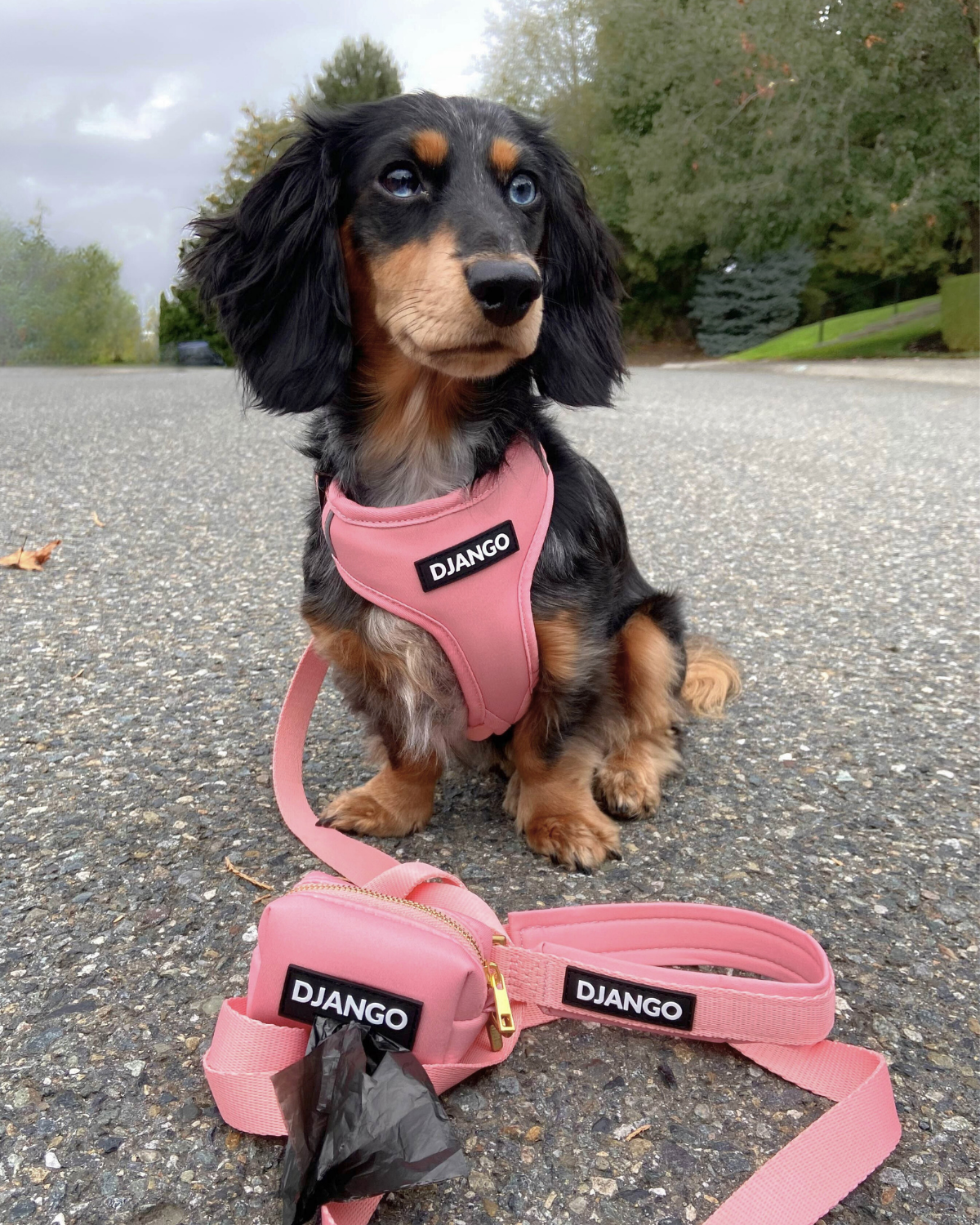Dog wearing a matching pink harness, leash, and poop bag holder set with 'Django' branding while going for a walk outside