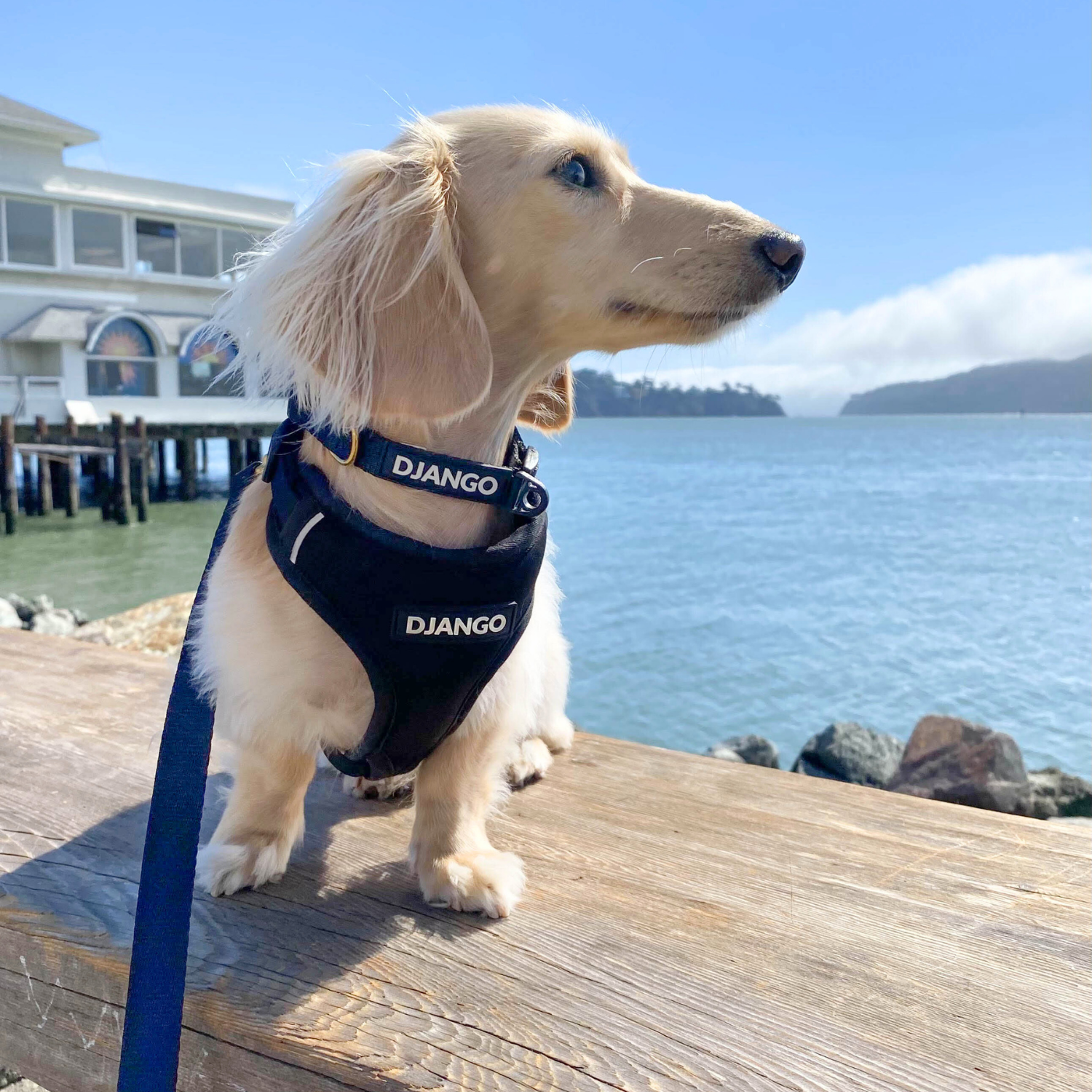Best harness, collar, and leash set for small dogs
