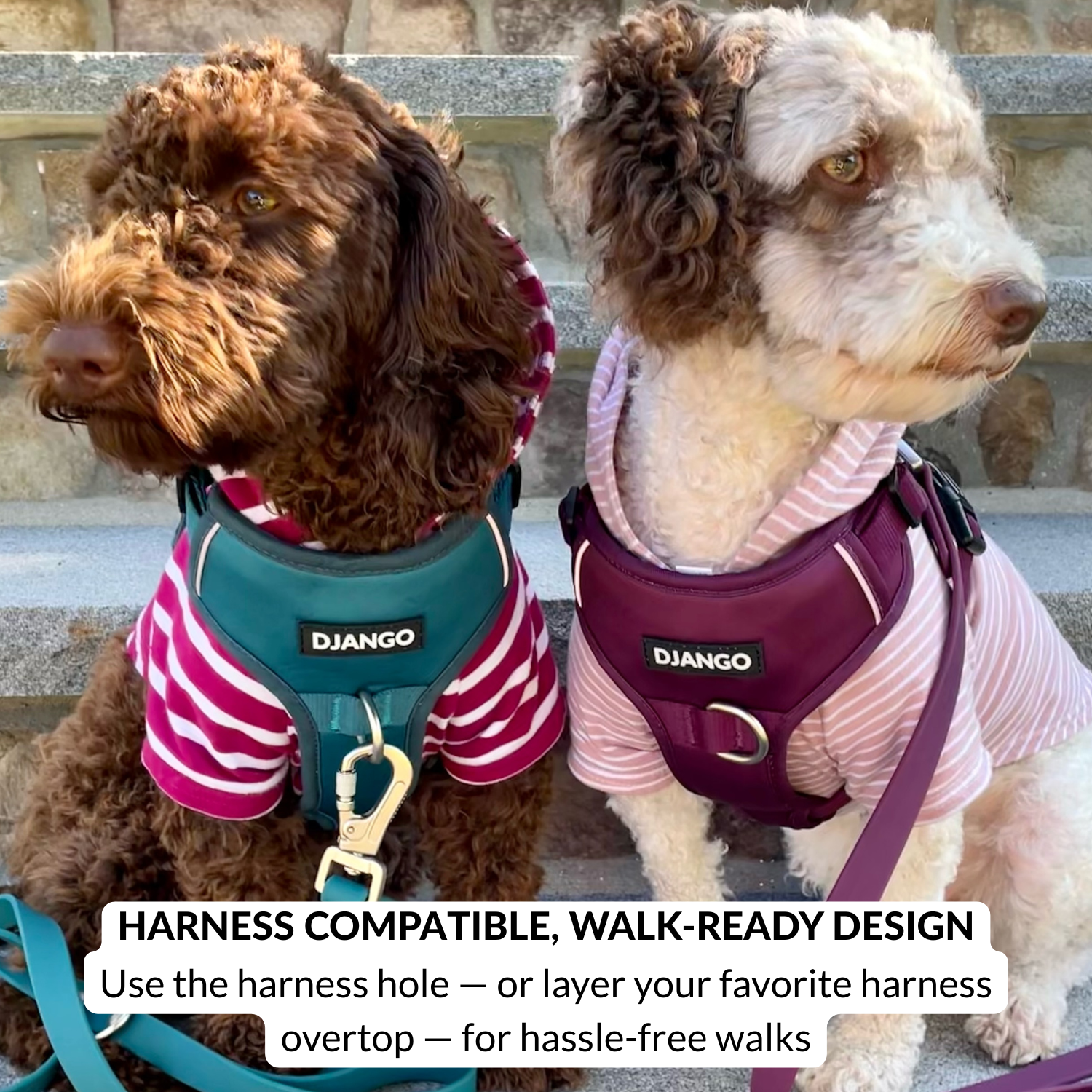 Mini doodle dogs wearing striped dog hoodie with reinforced leash portal for easy harness access on walks