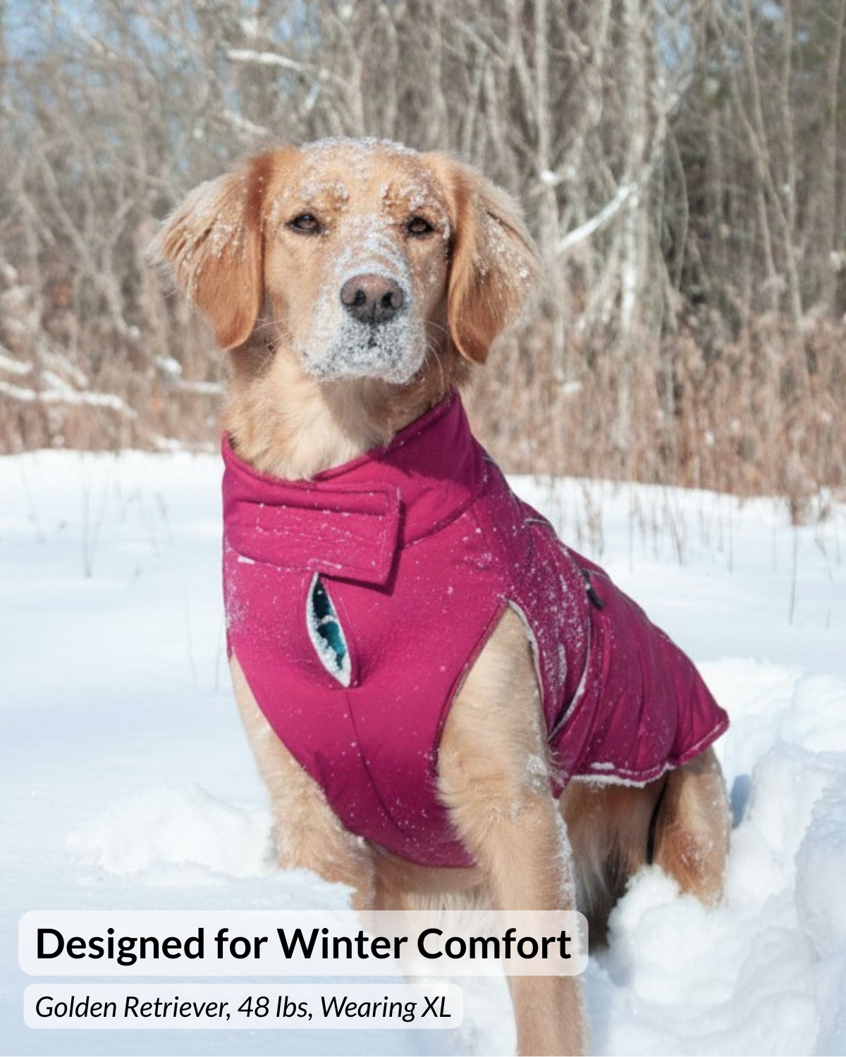 A golden retriever dog standing in snow wearing a bright pink winter coat, with bare trees in the background. Text at the bottom reads 'Designed for Winter Comfort' and 'Golden Retriever, 48 lbs, Wearing XL'.