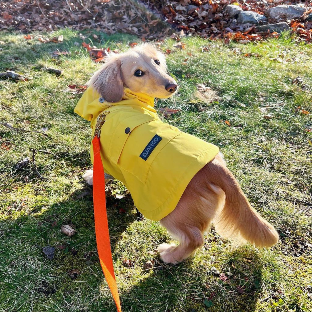Longhaired Dachshund wearing the Dandelion Yellow Highland Dog Jacket & Raincoat outdoors, showing how a leash easily connects to the dog's harness D-ring through the dog coat back harness hole