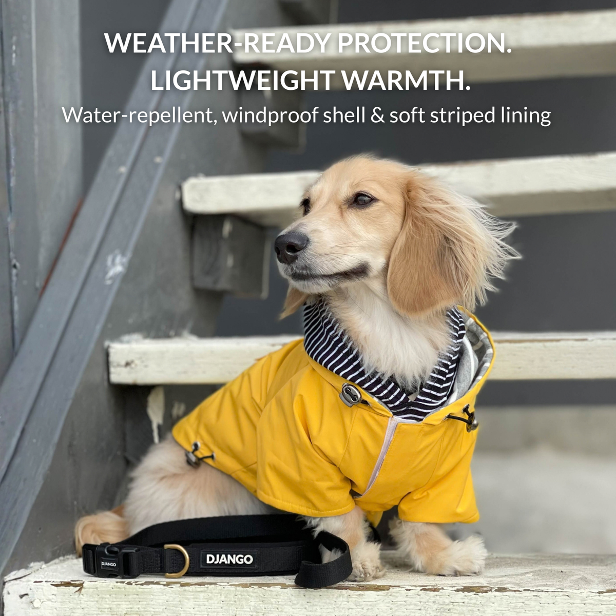 Dachshund wearing the DJANGO Highland Dog Jacket showing water-repellent, windproof protection and soft striped lining