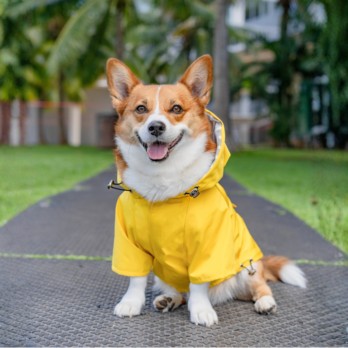 Corgi wearing the Dandelion Yellow Highland hooded dog raincoat outdoors