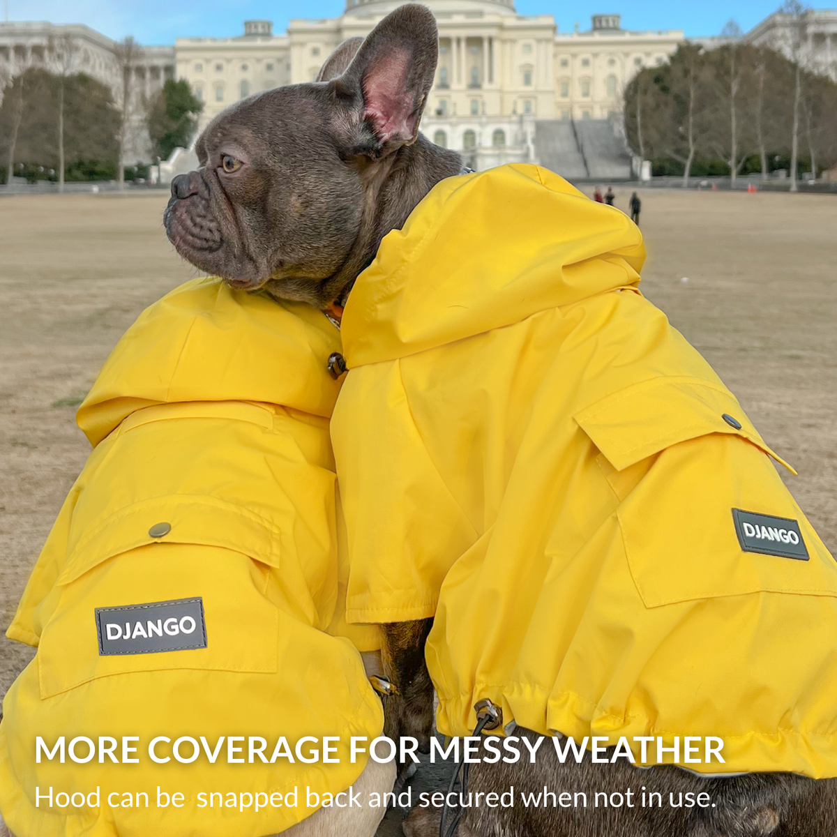 highland-dog-raincoat-french-bulldogs-dandelion-yellow