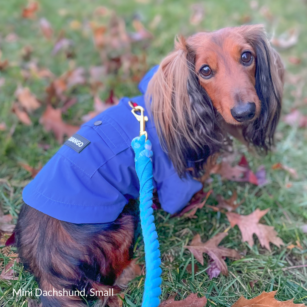 Longhaired Dachshund wearing the Mariner Blue Highland Dog Jacket on a crisp fall walk