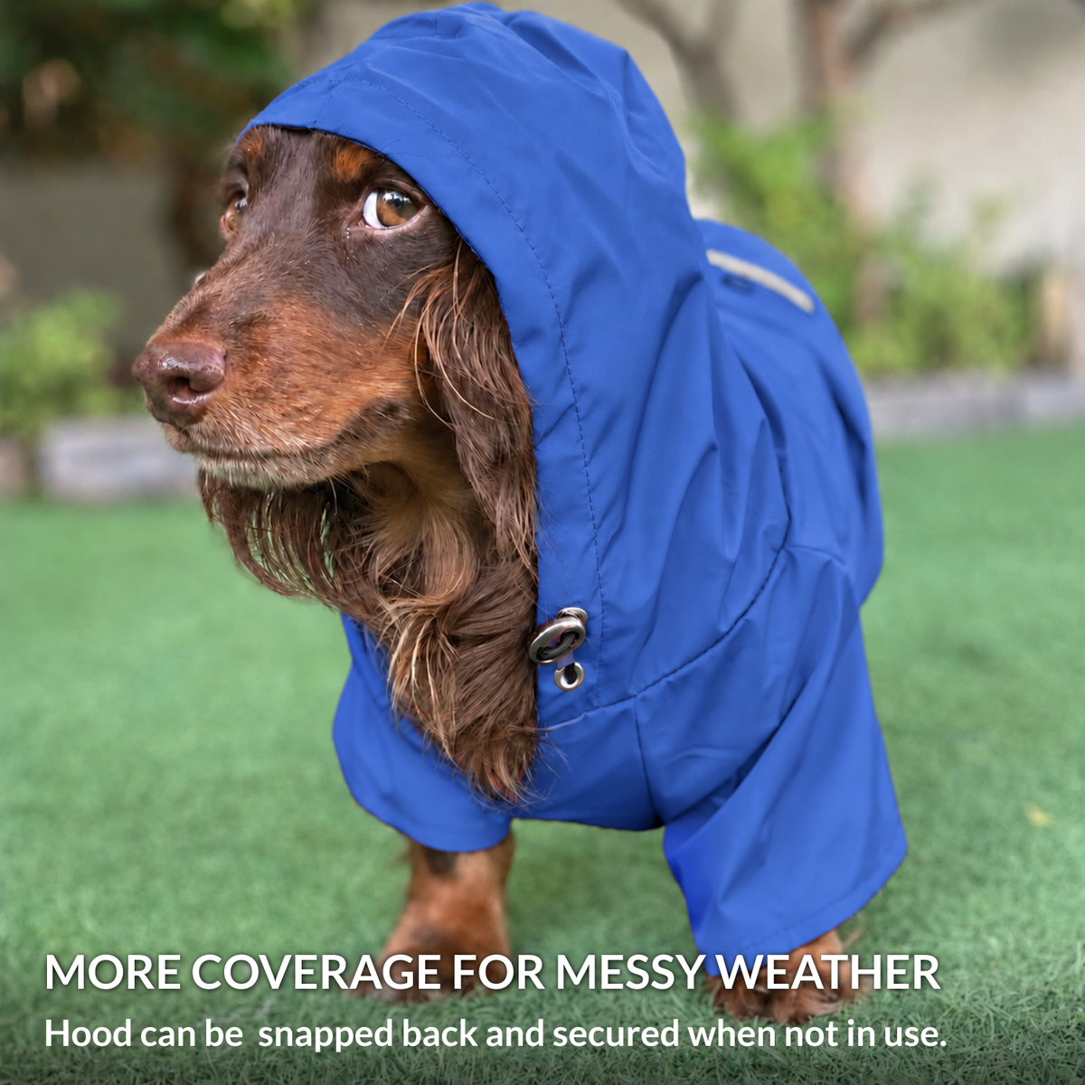 Wet longhaired Dachshund wearing the Mariner Blue Highland hooded dog raincoat for added coverage in messy weather
