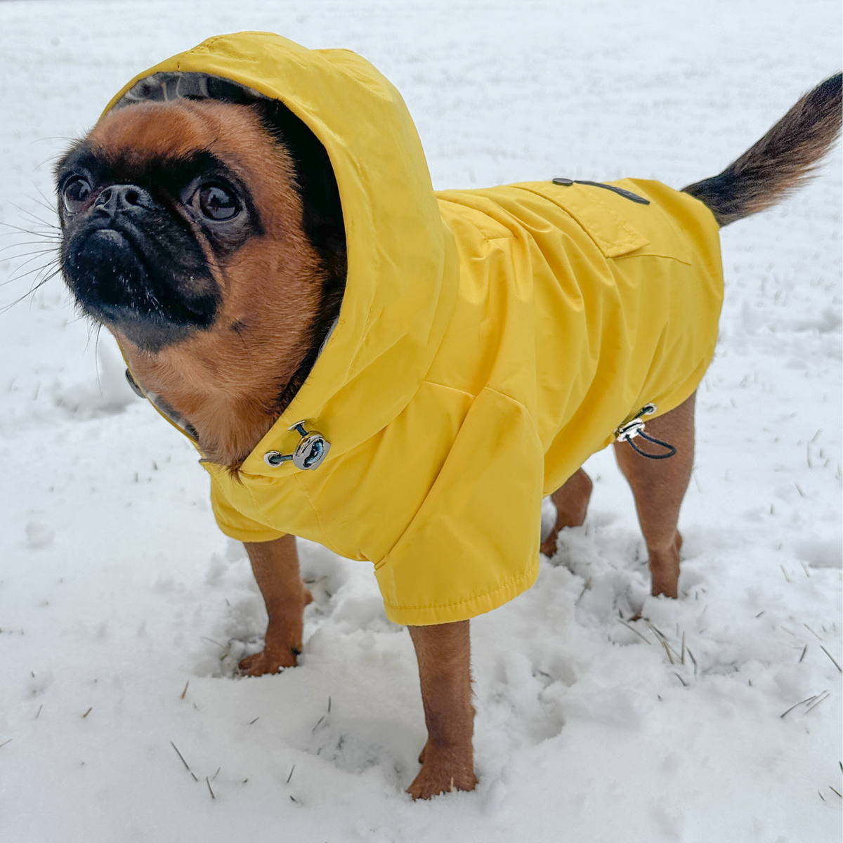Small dog wearing the Dandelion Yellow Highland hooded dog jacket in light snow