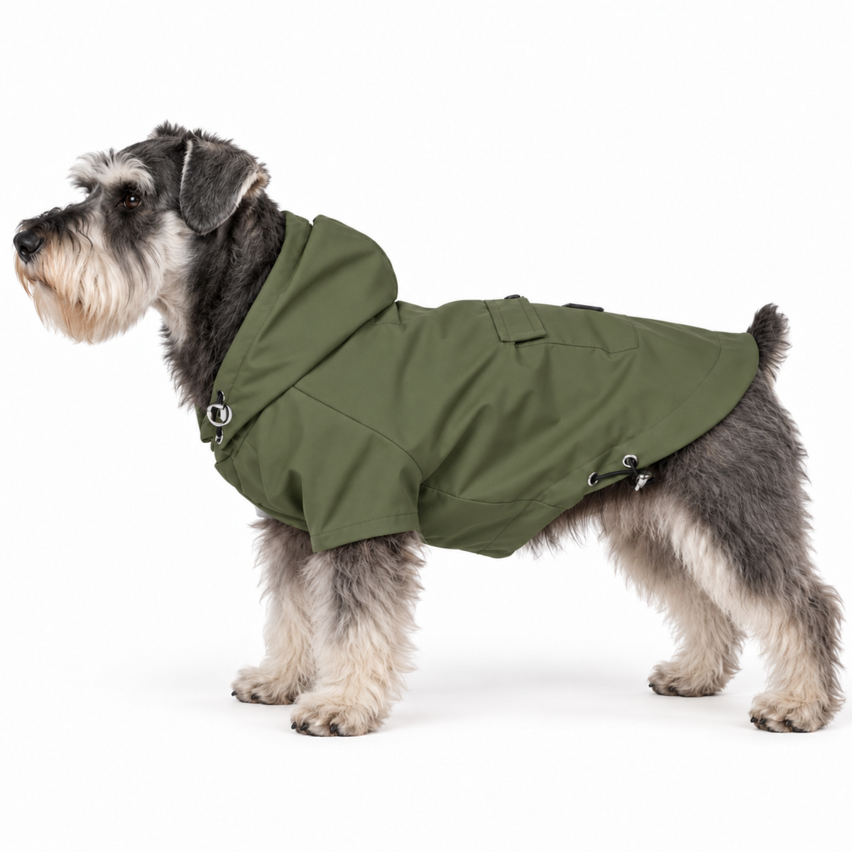 Miniature Schnauzer wearing the Olive Green Highland Dog Jacket & Raincoat with hood on a white background