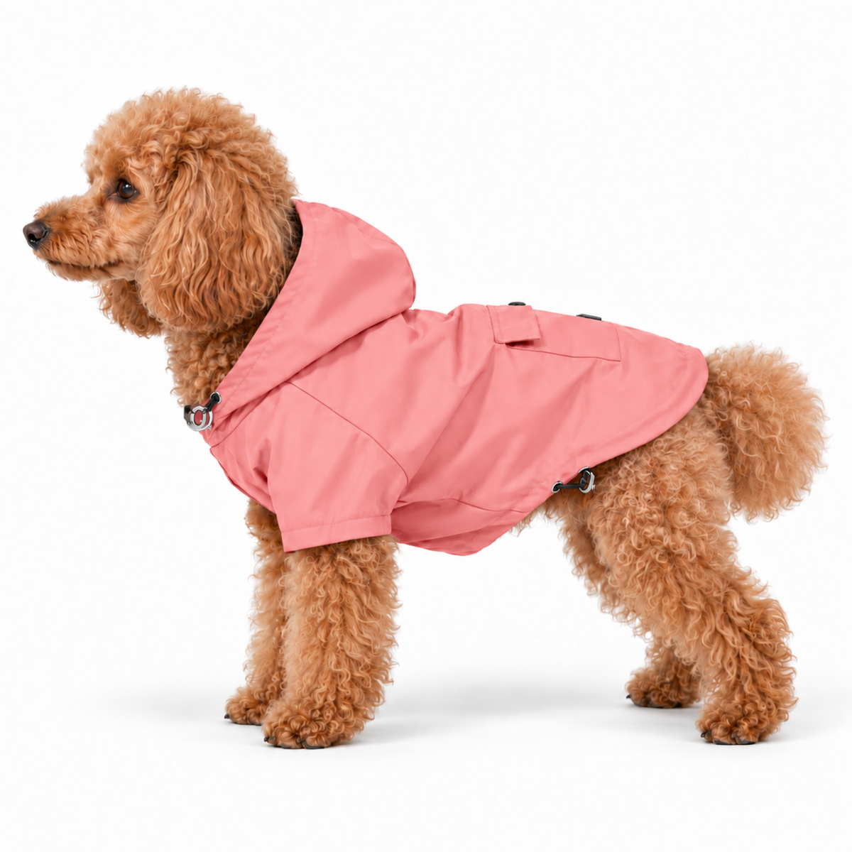 Miniature Poodle wearing the Quartz Pink Highland hooded dog raincoat and lightweight jacket on a white background