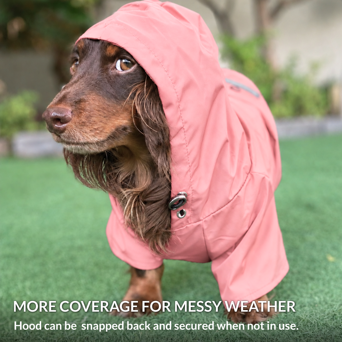 Wet long-haired Dachshund wearing the Quartz Pink Highland hooded dog raincoat for added coverage in rainy weather