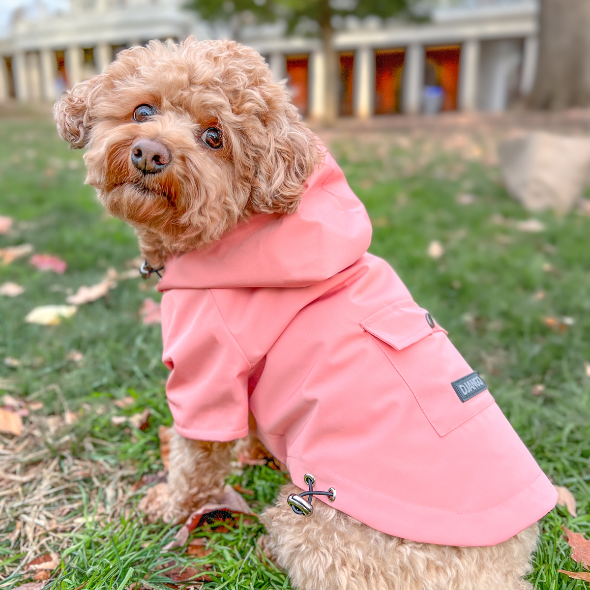Small curly-coated miniature poodle and bichon dog wearing the Quartz Pink Highland Dog Jacket on an outdoor fall walk