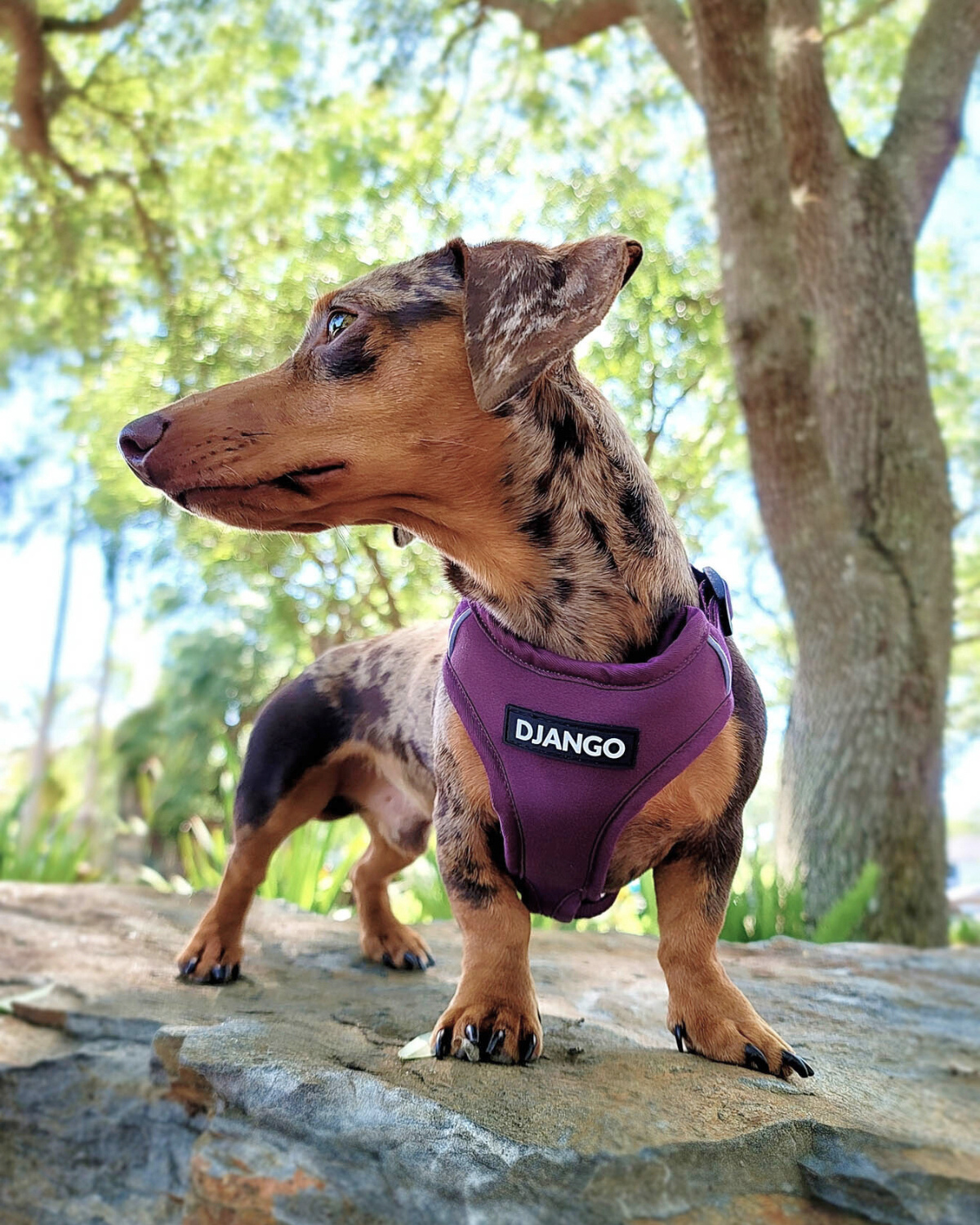 Adventure dachshund wearing a trail-ready dog harness with reflective piping and easy-to-clean neoprene fabric