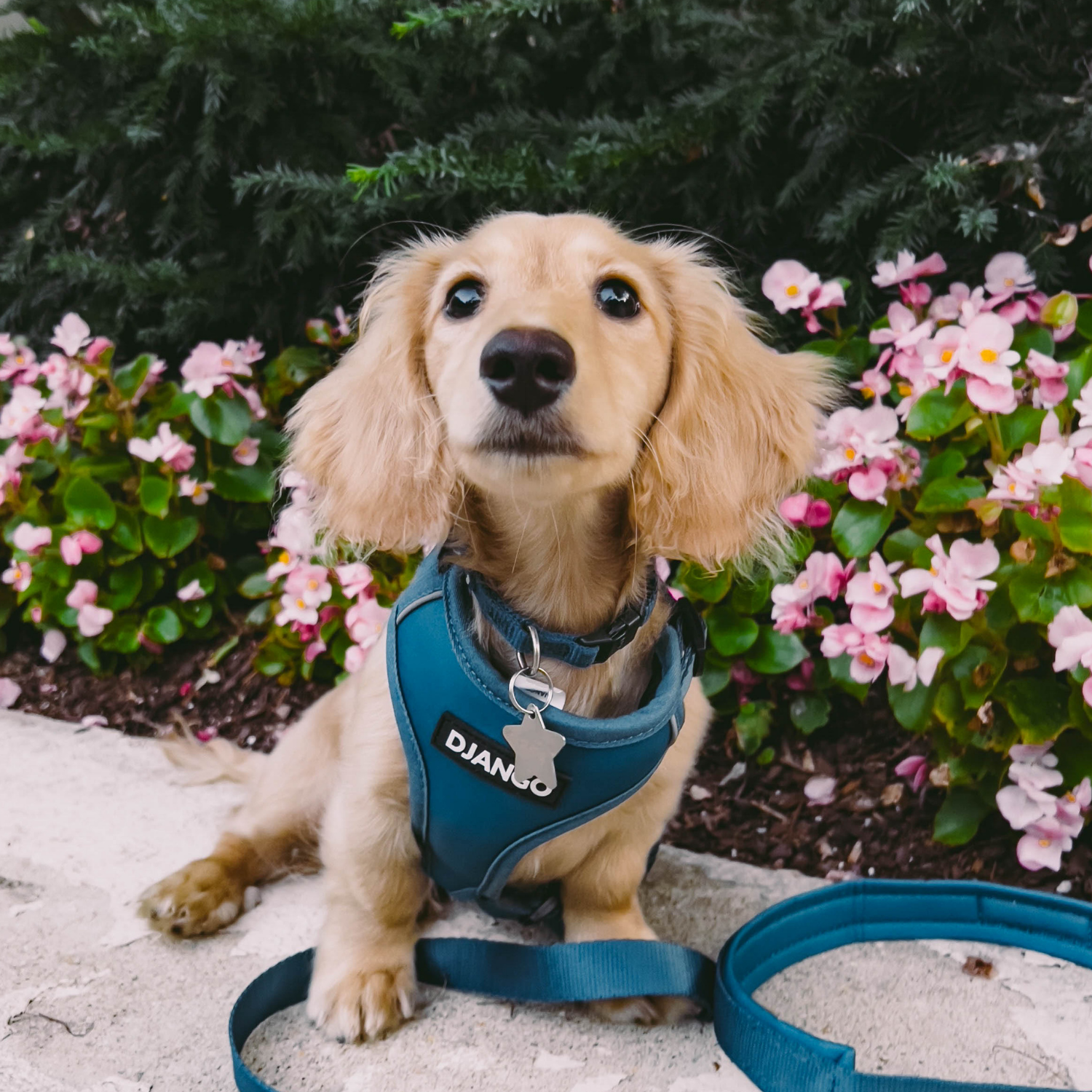 Indigo blue DJANGO Adventure Dog Collar with solid brass D-ring for leash attachment and ID tag, ideal for small and medium dogs