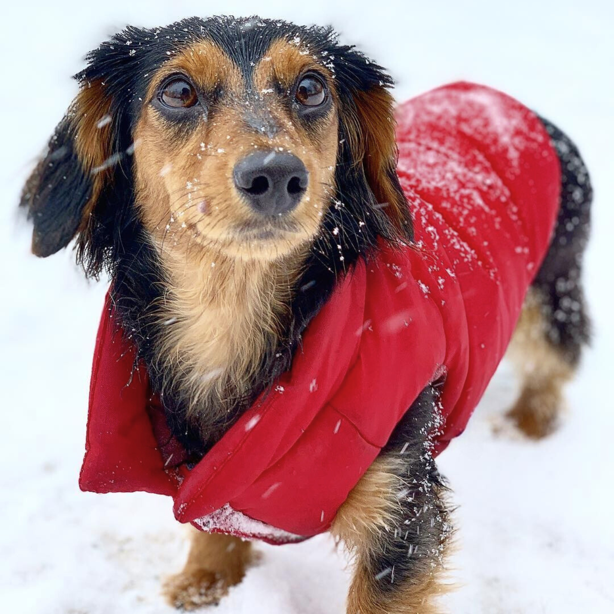 Small black and tan dog wearing insulated red puffer winter dog coat during snowstorm outside