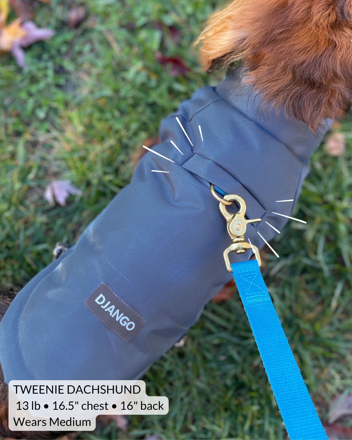 Close up view of harness hole on blue puffer dog coat with text confirming sizing is medium for a tweenie dahcshund