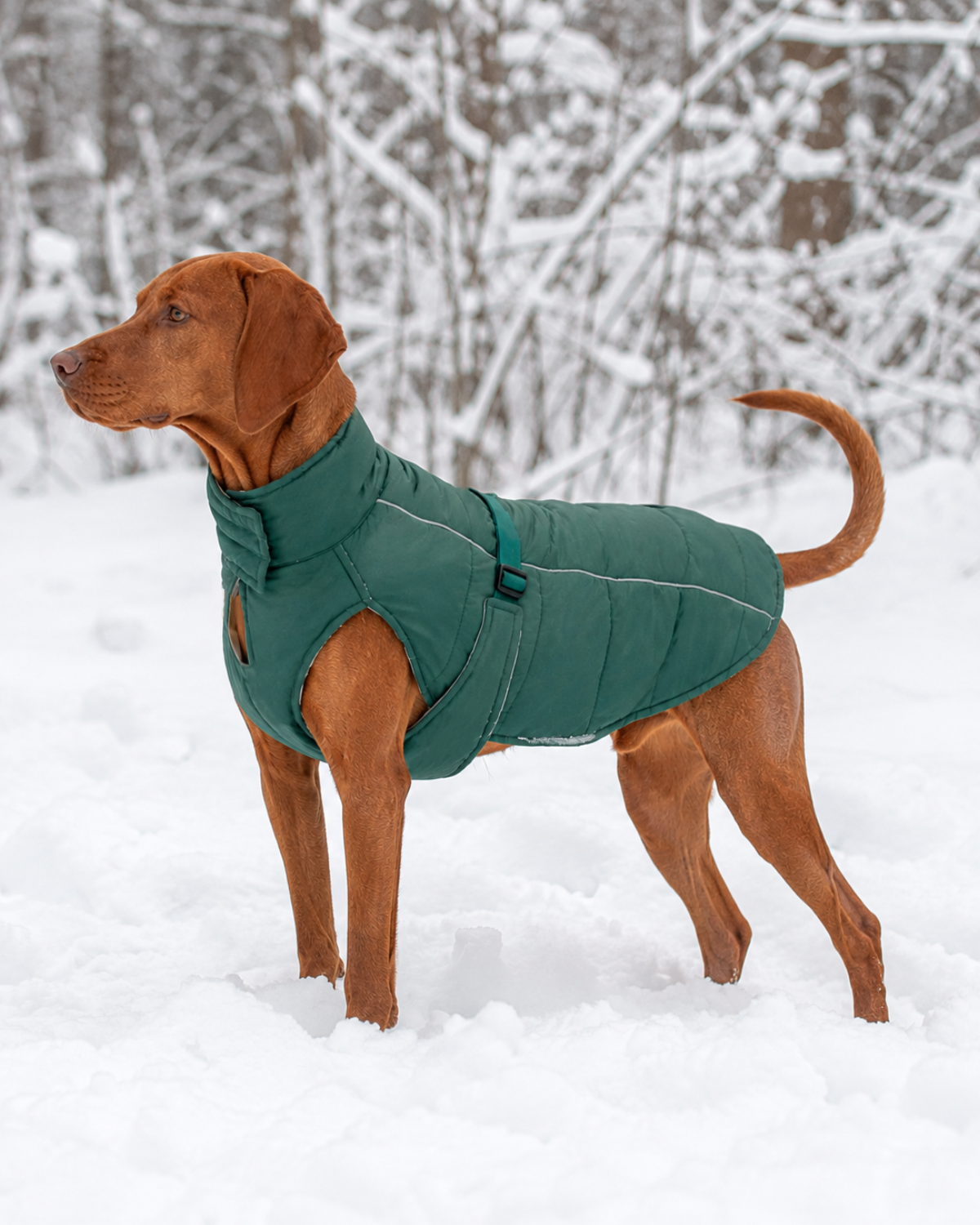 Vizsla dog standing in the snow on a winter day wearing a dark green winter puffer dog coat xl with snow-covered trees in the background.