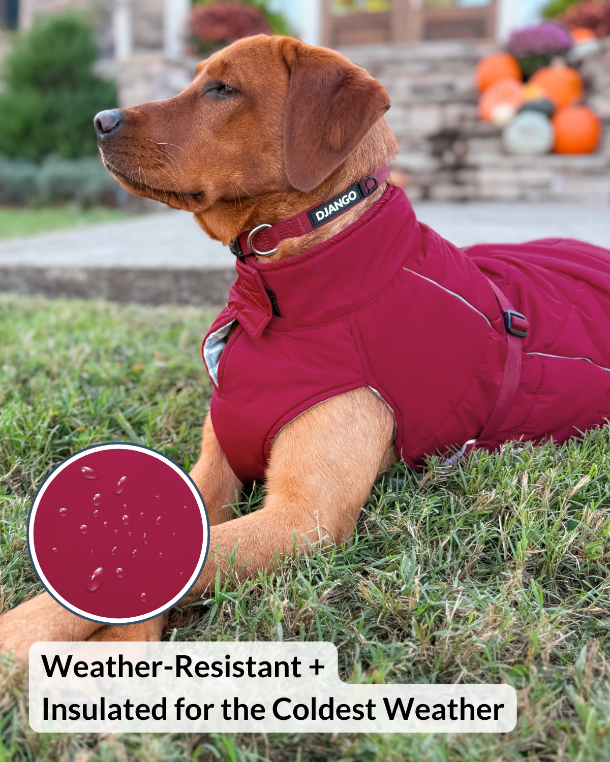 Large dog wearing the Firelight Red waterproof and windproof insulated dog coat sitting proudly outdoors
