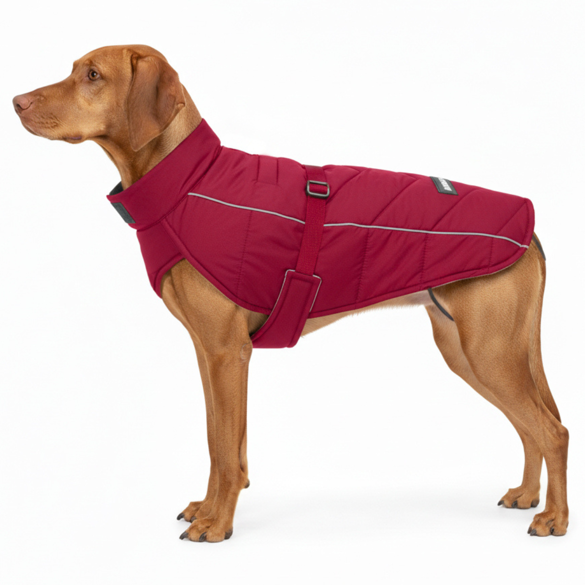 Large dog breed vizsla wearing a red insulated winter coat with adjustable strap on a white background