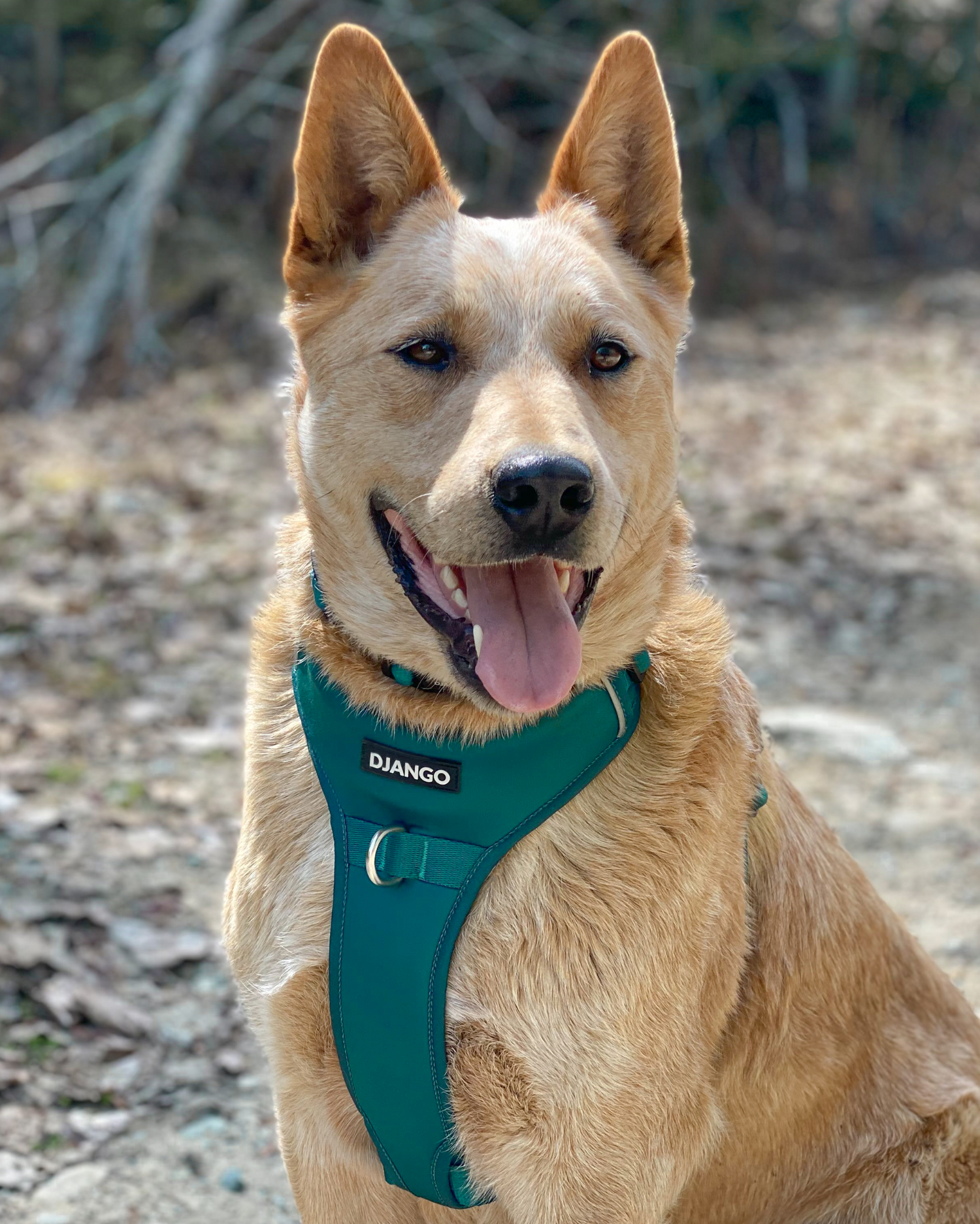 Beautiful and happy Australian cattle dog Bruce is wearing his adjustable and padded XL dog harness secure waterproof and comfortable. This is the no pull dog harness in color Dark Teal Green