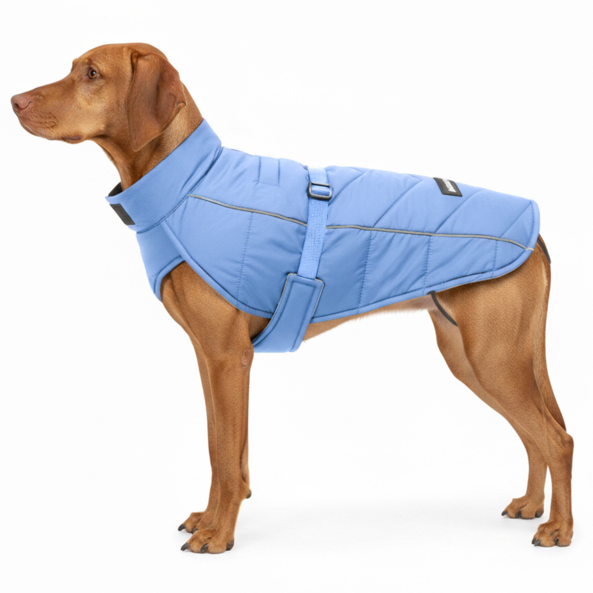 Large dog breed vizsla wearing a blue insulated winter coat with adjustable strap on a white background