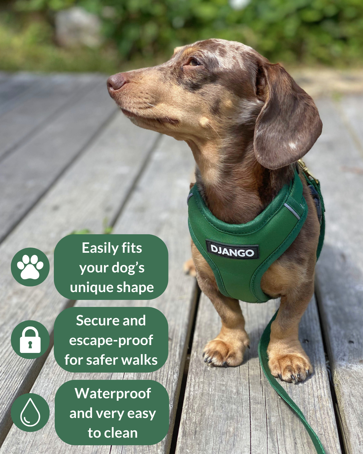 Petite smooth dachshund wearing a green harness with features highlighted on a wooden deck.