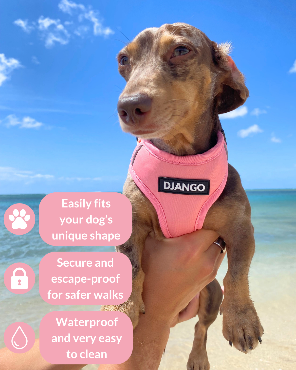 Adorable dachshund puppy wearing a pink neoprene dog harness at the beach with features on left