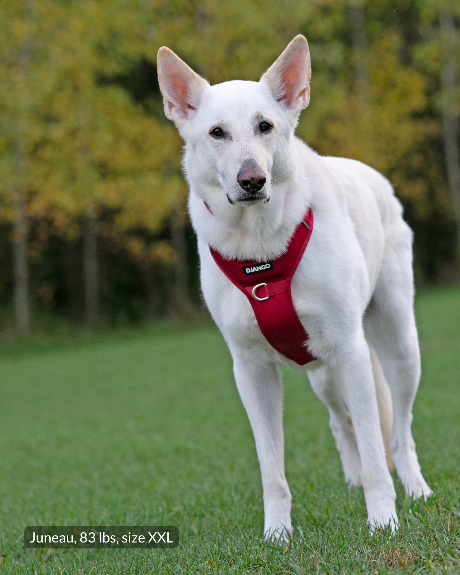 #color_firelight red