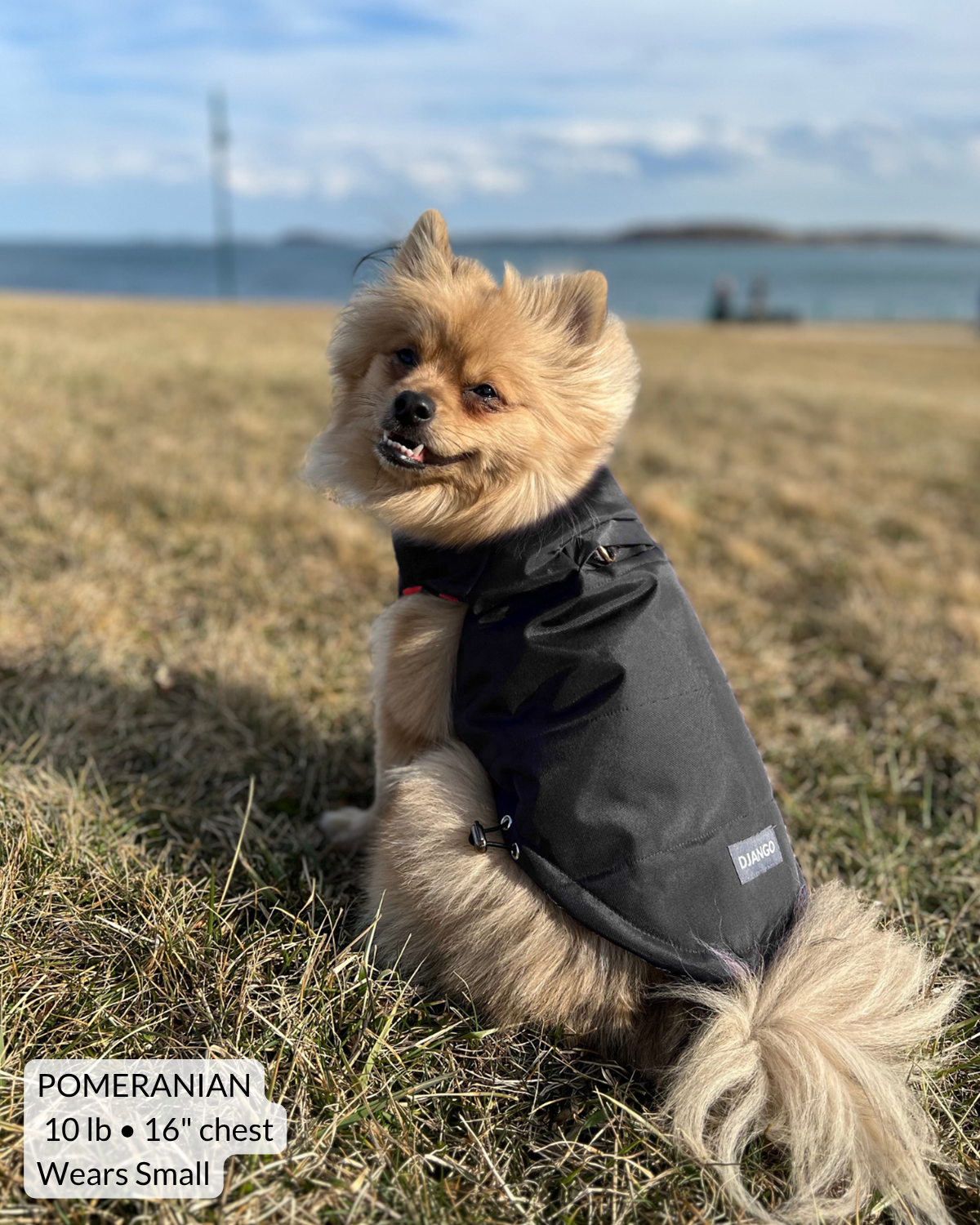 Pomeranian sitting on field in San Francisco park and wearing black puffer dog coat for small dogs wtih DJANGO logo and harness hole