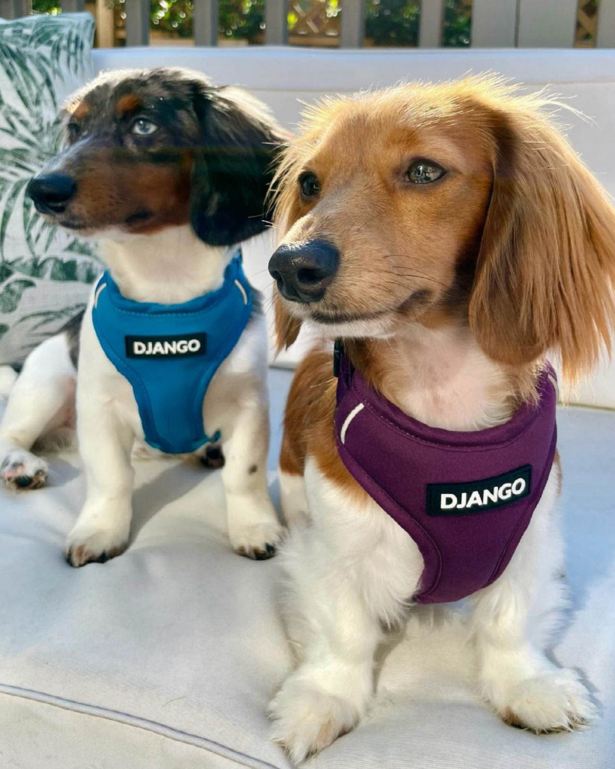 Two mini dachshunds wearing harnesses with 'Django' branding and sitting together outside