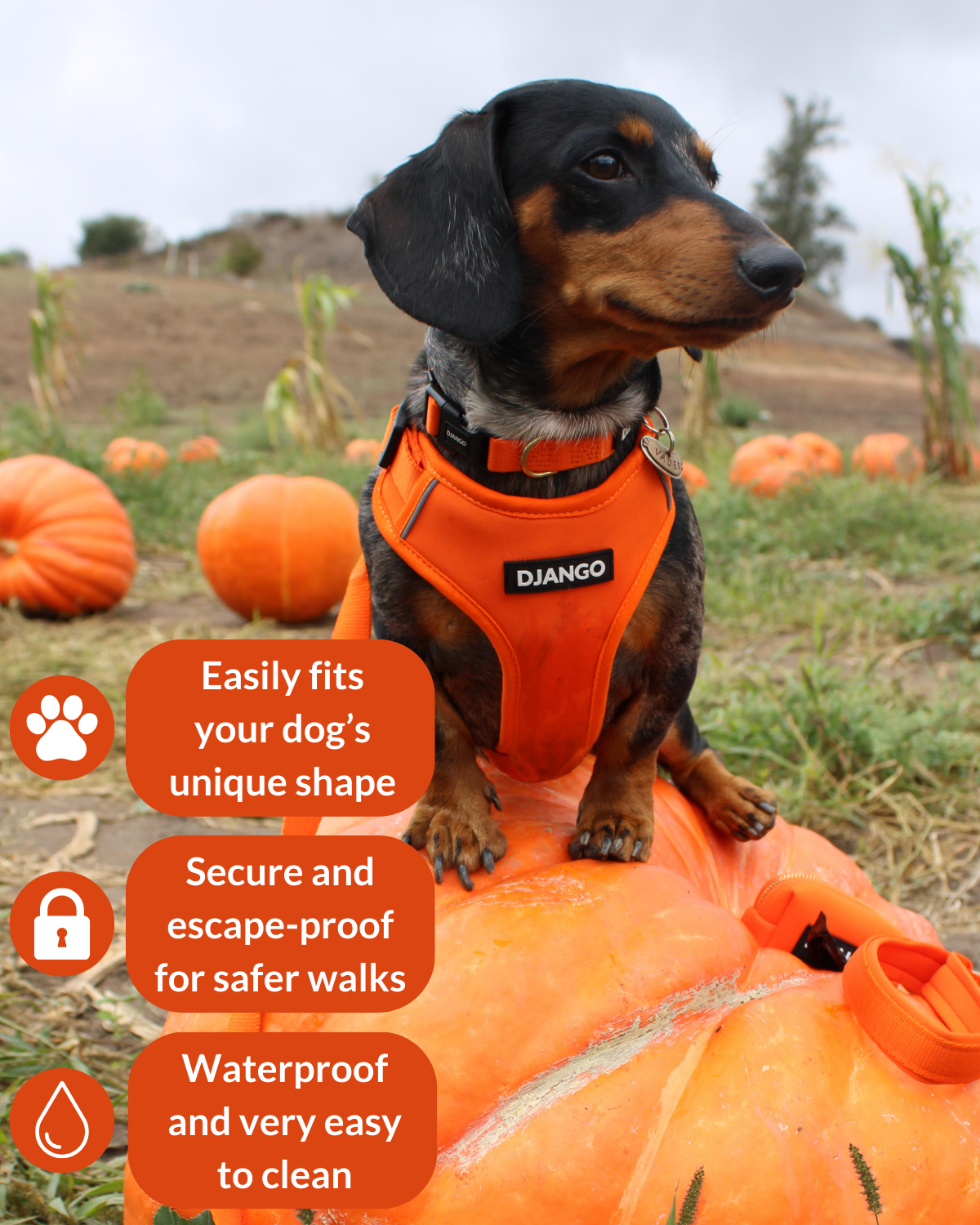Adorable tweenie dachshund wearing a reflective orange dog harness and sitting. on a very large pumpkin