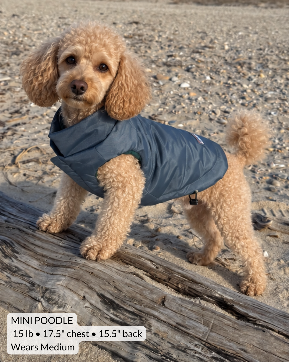 Mini poodle playing on beach and wearing a soft puffer dog coat with adjustable back and hook-and-loop chest closure for easy on and off