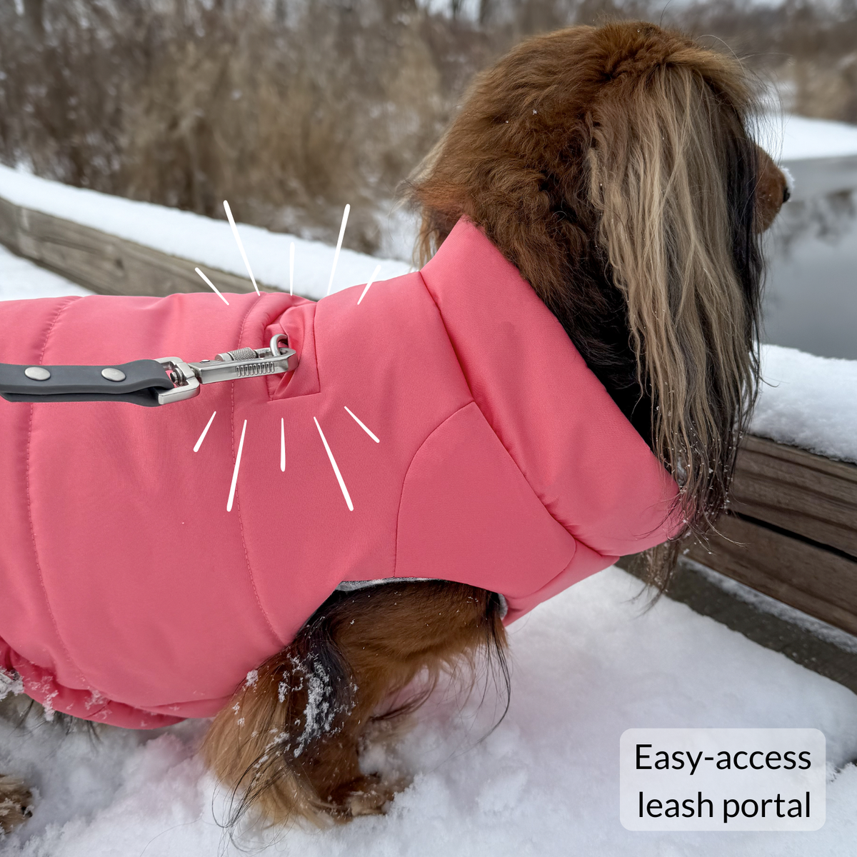 Small dog wearing a soft and padded pink puffer dog coat while walking on leash on snow-covered wooden boardwalk while looking out at frozen river