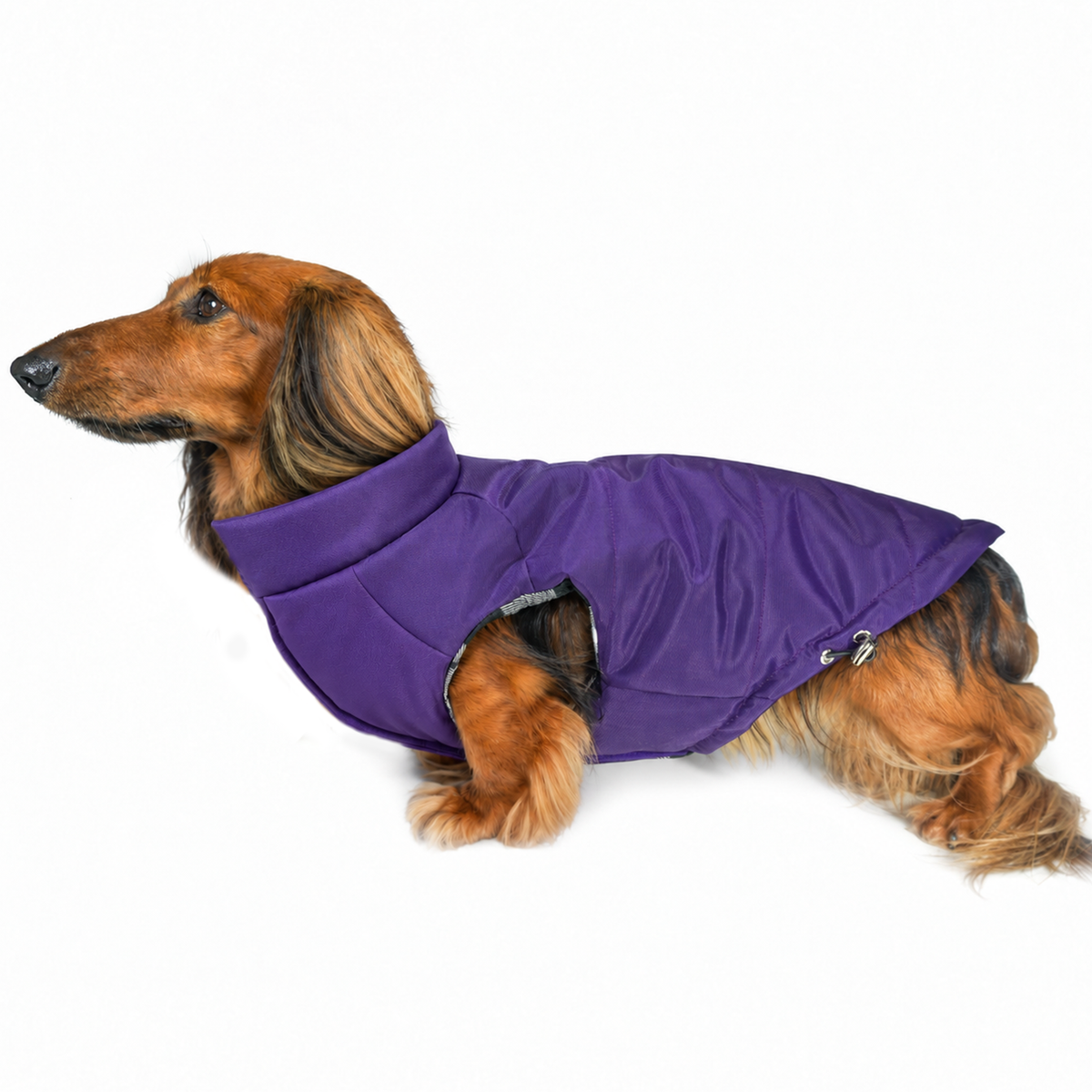 A long-haired dachshund wearing a purple insulated winter dog coat, shown in profile against a plain white background.