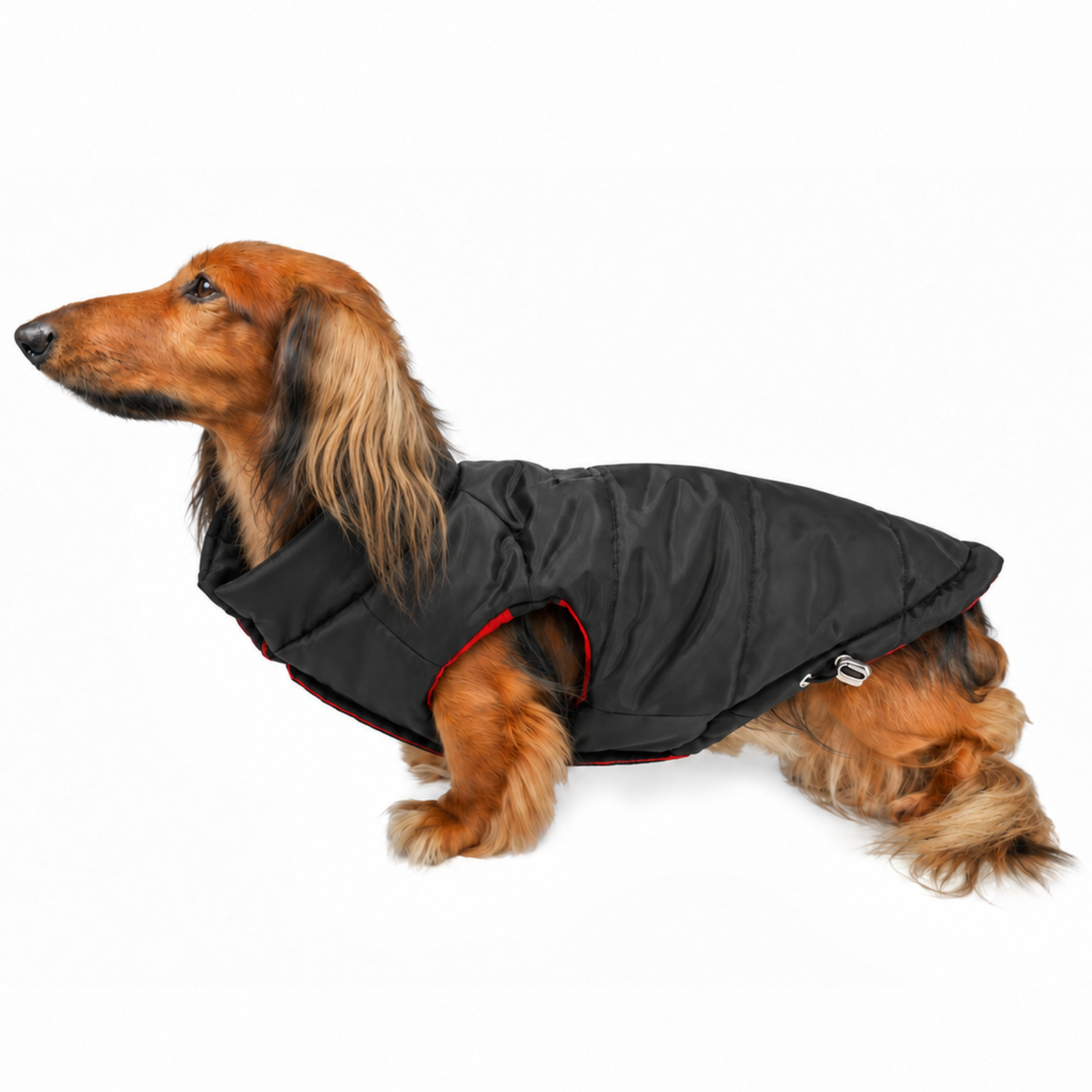 Longhaired dachshund on white background wearing a soft and adjustable black puffer dog coat with red and black plaid lining and gunmetal colored hem toggle
