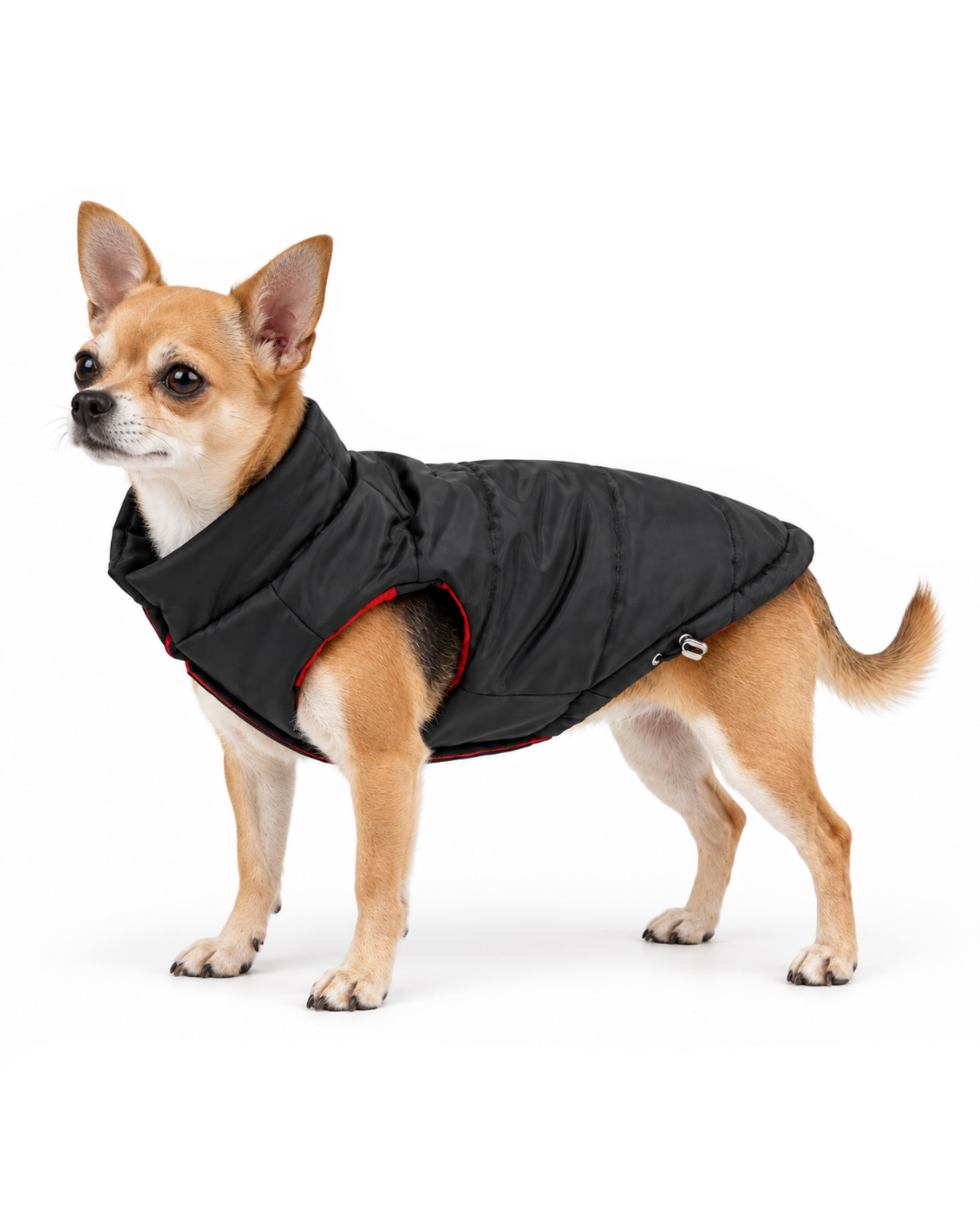Small Chihuahua wearing a black puffer dog coat with adjustable hem toggle and large arm holes for natural movement.
