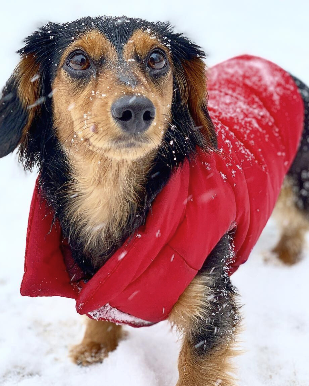 Mini dachshund standing in snow and wearing insulated and soft puffer dog jacket for winter