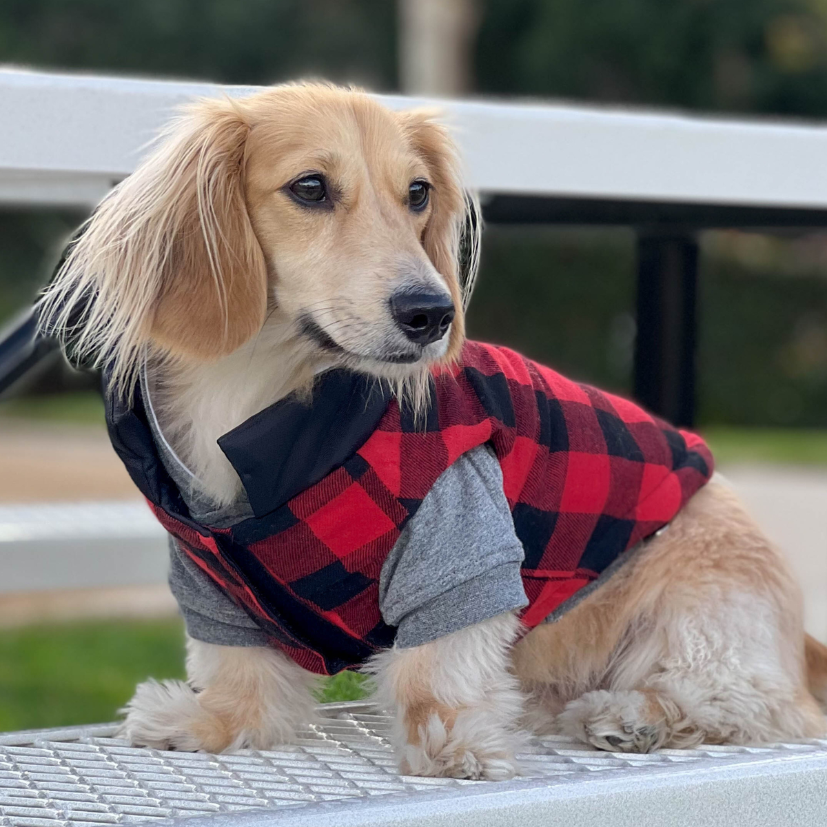 Small miniature dachshund sitting on bleachers and wearing a stylish black and buffalo plaid puffer dog coat outdoors with gray dog hoodie layered underneath